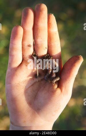 Child hands holding earthworm in garden Stock Photo