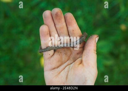 Child hands holding earthworm in garden Stock Photo