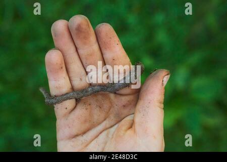 Child hands holding earthworm in garden Stock Photo