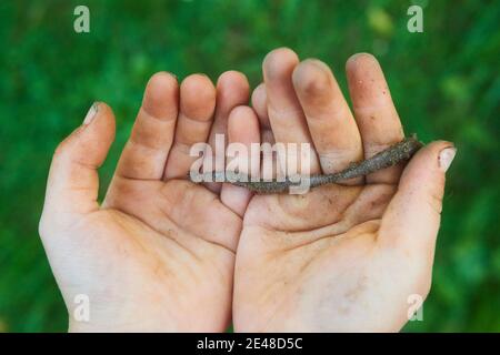 Child hands holding earthworm in garden Stock Photo