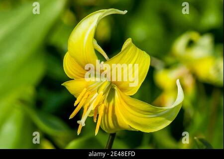 Erythronium 'Pagoda' a spring bulbous flowering plant with a yellow springtime flower commonly known as  dog's tooth violet, stock photo image Stock Photo