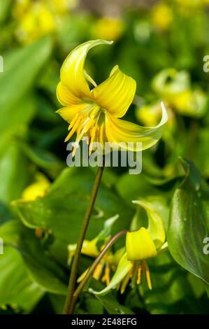 Erythronium 'Pagoda' a spring bulbous flowering plant with a yellow springtime flower commonly known as  dog's tooth violet, stock photo image Stock Photo