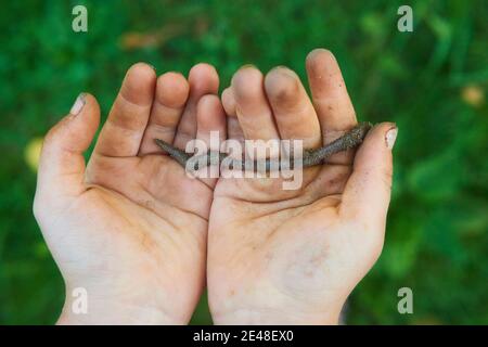 Child hands holding earthworm in garden Stock Photo