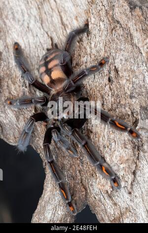 Venezuelan Sun Tiger Tarantula - Psalmopoeus irminia. A beautiful arboreal tarantula from Venezuela Stock Photo