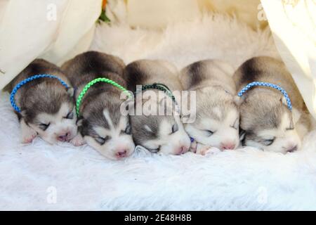 Little husky puppies are sleeping. A dream of puppies. Stock Photo