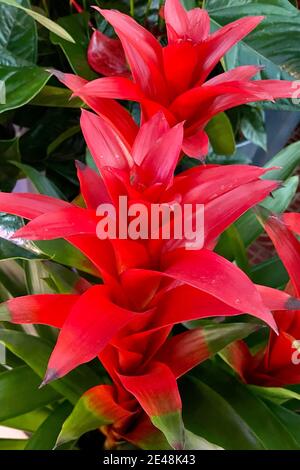 Vertical shot of a blooming red Guzmania lingulata flower Stock Photo