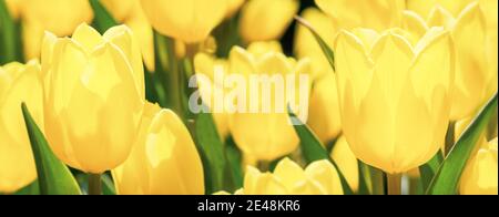 Yellow tulips close up. Blooming tulips. Macro Stock Photo