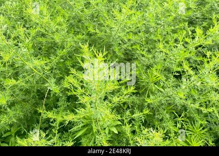 Closeup of fresh growing sweet wormwood in the wild field, Chinese traditional medicinal herb Stock Photo
