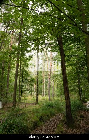 Lush young woodland with beech trees and pinewood in summertime with grass growing on forest floor. One tree in the foreground Stock Photo