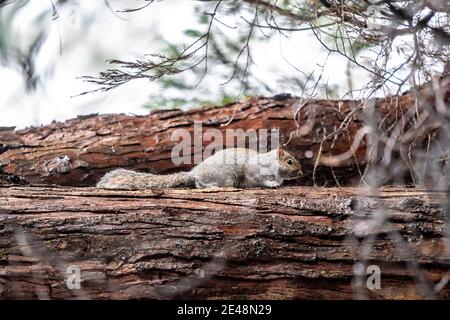 Graveyard squirrel on tree horizontal landscape fern trees with snow falling sheltering from snowfall cute bushy tail close up cemetery rodent Stock Photo