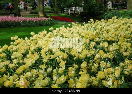 Mass of yellow flowers in a border Stock Photo