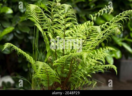 Fern in a plant pot Stock Photo