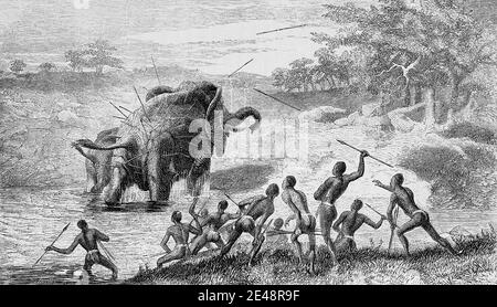 Female Elephant pursued with Javelins, protecting her Young From book ' Missionary travels and researches in South Africa : including a sketch of sixteen years' residence in the interior of Africa, and a journey from the Cape of Good Hope to Loanda, on the west coast, thence across the continent, down the river Zambesi, to the eastern ocean ' by David Livingstone Published in London in 1857 Stock Photo