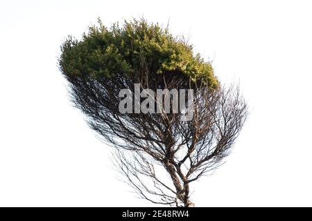 manuka tree branch isolated on white background Stock Photo