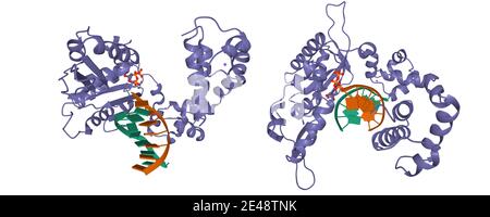 DNA polymerase beta (POLB) complexed with DNA and deoxythymidine triphosphate (dTTP), 3D cartoon model in two perpendicular projections Stock Photo
