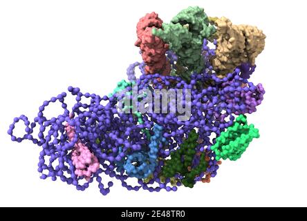 The structure of the ribosome of Thermus thermophilus showing the 30S ribosome RNA (blue), three tRNA (top), and ribosomal proteins. Stock Photo