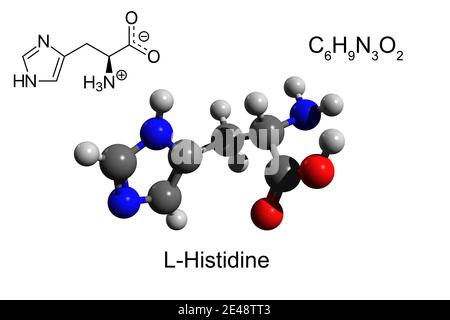 Chemical formula, skeletal formula and 3D ball-and-stick model of L-histidine, an essential amino acid, white background Stock Photo