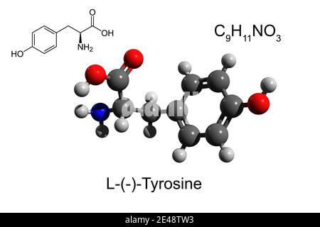 Chemical formula, skeletal formula and 3D ball-and-stick model of L-tyrosine, an essential amino acid, white background Stock Photo