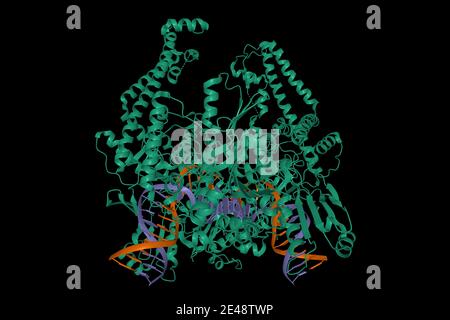 Structure of the topoisomerase II - DNA complex, 3D cartoon model, black background Stock Photo