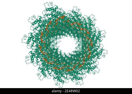 Structure of the helical Measles virus nucleocapsid, 3D cartoon model, white background Stock Photo
