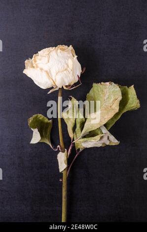 One single white rose on dark blue background, still life, close-up, flat lay Stock Photo