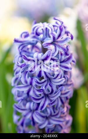Blue Jacket, Hyacinth (Hyacinthus orientalis) Stock Photo
