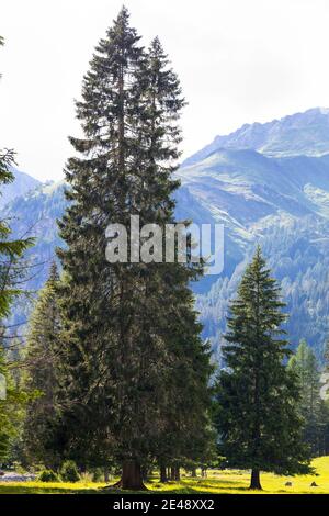 Fichte, Fichten, Gewöhnliche Fichte, Rot-Fichte, Rotfichte, Picea abies, Spruce, Common Spruce, Norway spruce, L’Épicéa, Épicéa commun Stock Photo