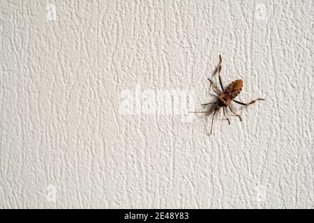 Bug crawling on rough wall Stock Photo