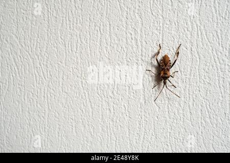 Bug crawling on rough wall Stock Photo