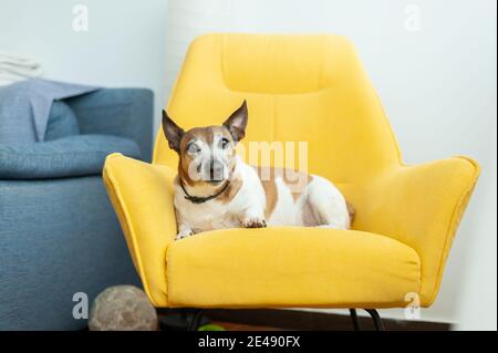 Dog sitting on yellow rocking chair Stock Photo