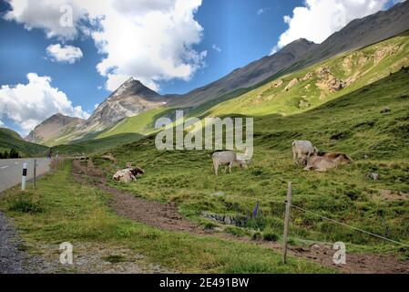 Cows on a flield in the alps at the Albulapass in Switzerland 12.8.2020 Stock Photo
