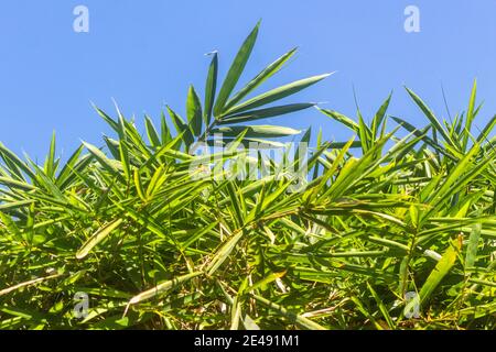 Bamboo leaves against a blue sky Stock Photo