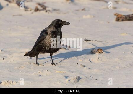 hooded crow (corvus corone cornix) standing on sandy beach in evening light Stock Photo