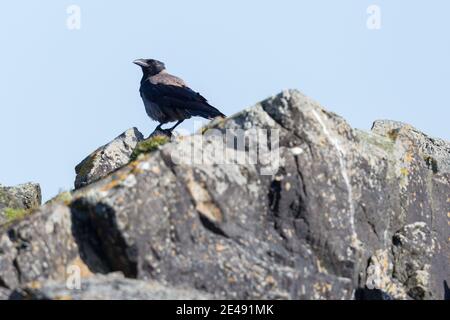 dun crow (corvus corone cornix) standing on rock Stock Photo