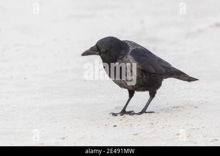 close-up one hooded crow (corvus corone cornix) standing on sandy beach Stock Photo