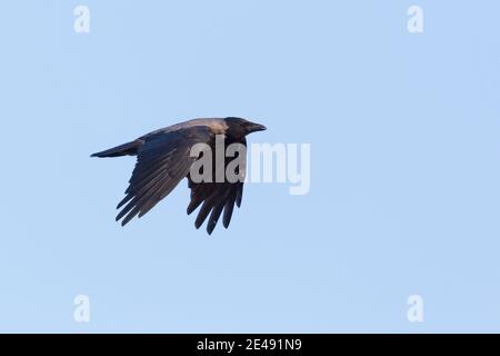 dun crow (corvus corone cornix) flying with spread wings in blue sky Stock Photo