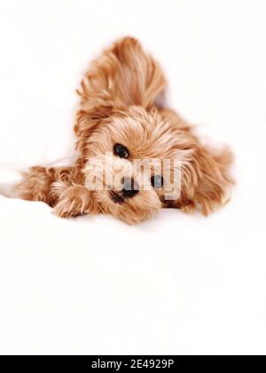 A dog bread maltipoo looking at the camera Stock Photo
