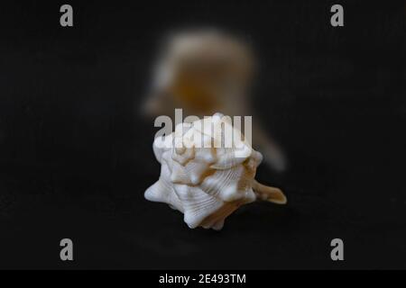 White figured seashell close-up with reflection on black background Stock Photo