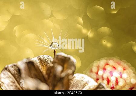 Dandelion fluff with a drop of water on a blurred background of Christmas tree decorations and golden bokeh. Macrophoto. Stock Photo