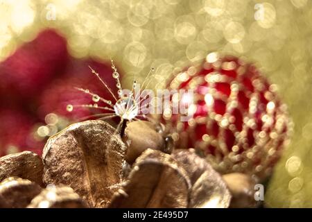 Dandelion fluff with a drop of water on a blurred background of Christmas tree decorations and golden bokeh. Macrophoto. Stock Photo
