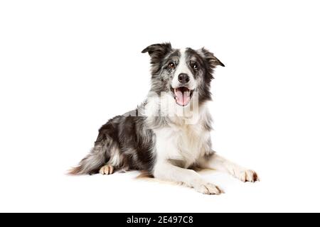 border collie dog isolated on a white background Stock Photo