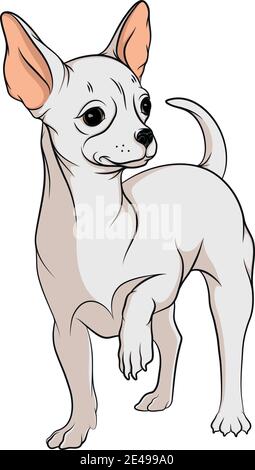 Color illustration with a white chihuahua dog. Isolated vector object on white background. Stock Vector