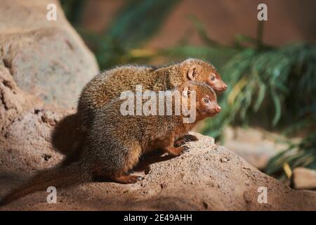Southern pygmy mongoose, Helogale parvula, sideways, sitting, stone, full body Stock Photo