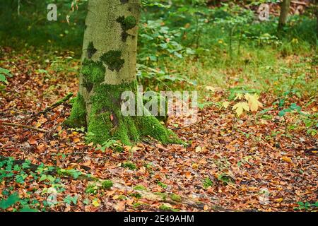 Roots of a common beech, Fagus sylvatica, deciduous tree, autumn, Bavaria, Germany Stock Photo