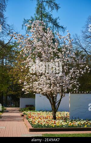 Pink Magnolias. Blooming Magnolia Tree In The Garden In Spring 