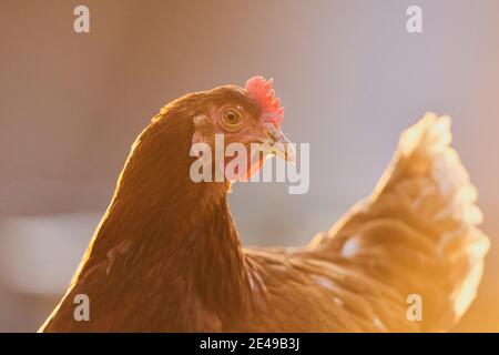 Chicken (Gallus gallus domesticus), hen in a meadow, Bavaria, Germany Stock Photo