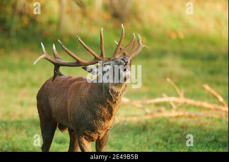 Red deer (Cervus elaphus), stands in a meadow, Germany Stock Photo