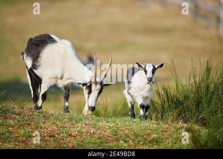 Domestic goat, Capra aegagrus hircus, meadow, sideways, standing, grass, eating, looking at camera, Bavaria, Germany, Europe Stock Photo