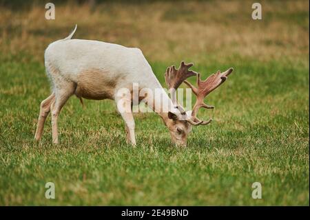 Fallow deer (Dama dama), male running in meadow, Bavaria, Germany Stock Photo