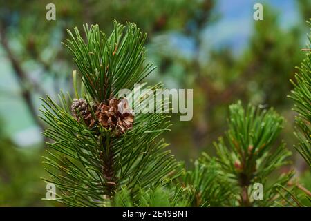 Shoots and cones of mountain pine, mountain pine (Pinus mugo) on the mountain, 'Kleiner Göll', Salzburg, Austria Stock Photo